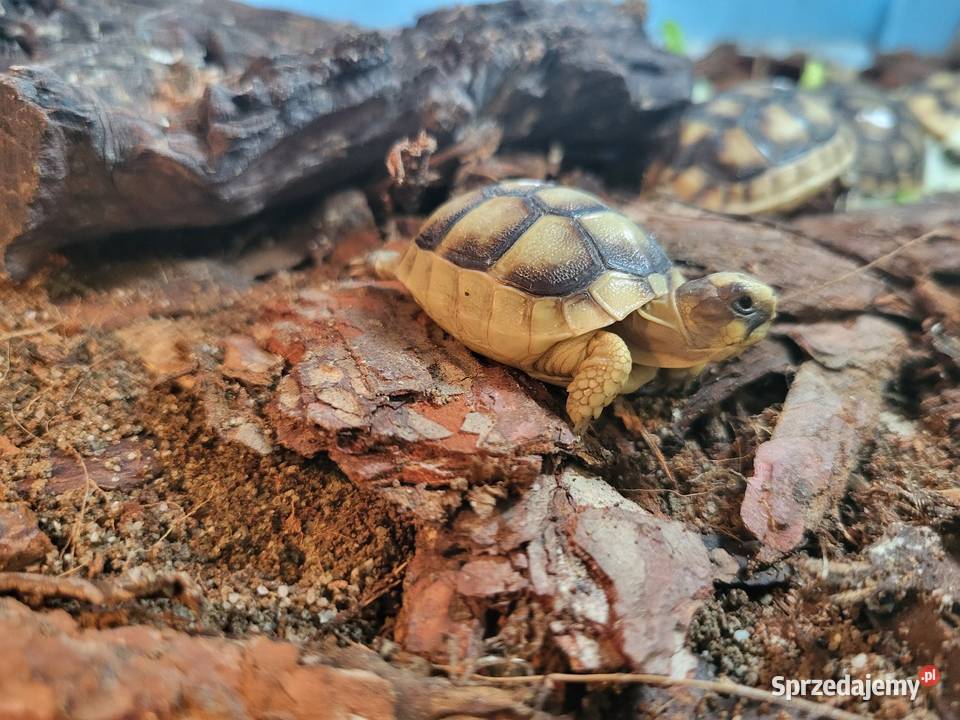 Żółw Lądowy Grecki Sklep Zoologiczny Katowice