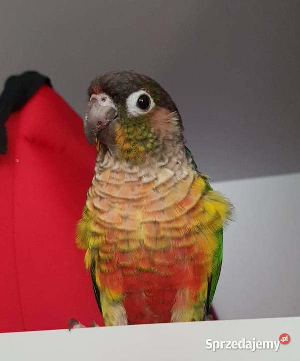 Rudosterki Rudosterka red pineapple samczyk z Kraków sprzedam