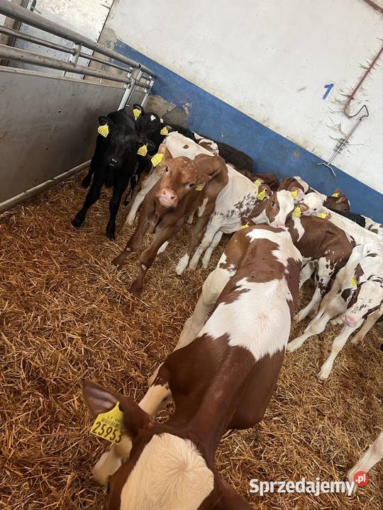 Sprzedam 19 byków Litwa numer do szefa 783073750 Kolno