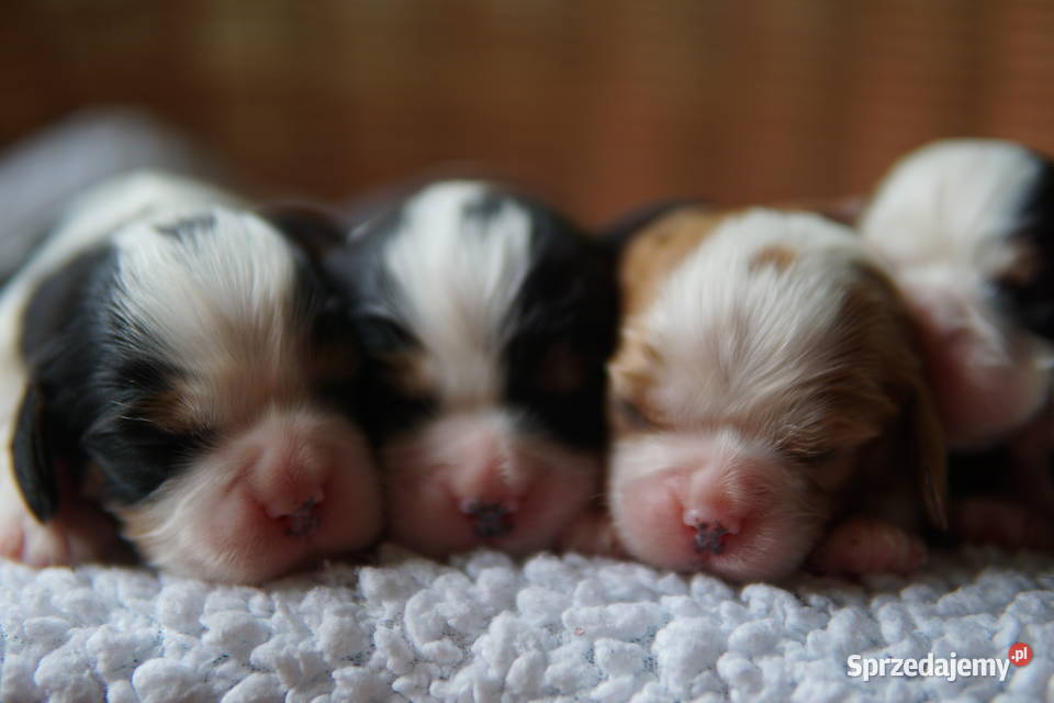 Szczenięta Cavalier King Charles Spaniel podkarpackie Rzeszów sprzedam