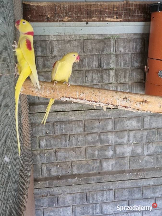 Aleksandretta wielka