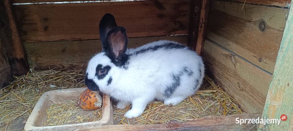 Samiec srokacz 8 miesiecy Wijewo