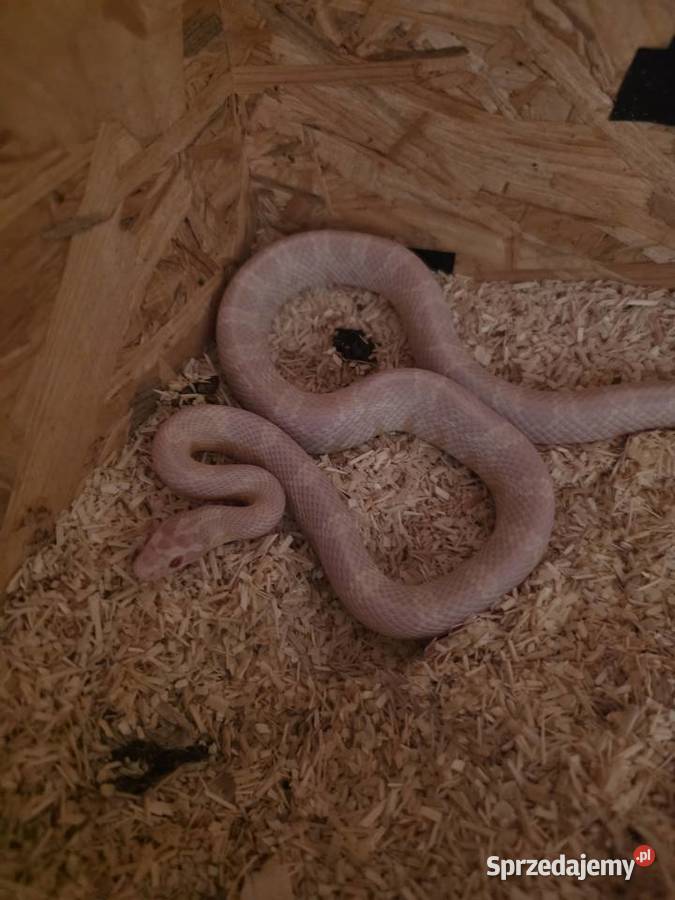 Wąż zbożowy odmiana snow opolskie Głubczyce