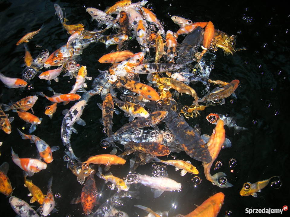 Sprzedam karpiekoi DOITSU YORIGOI Pozostałe Łowicz