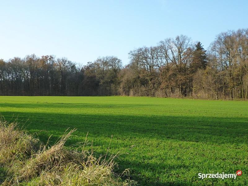 MIEDWIE DZIAŁKI BUDOWLANE zachodniopomorskie