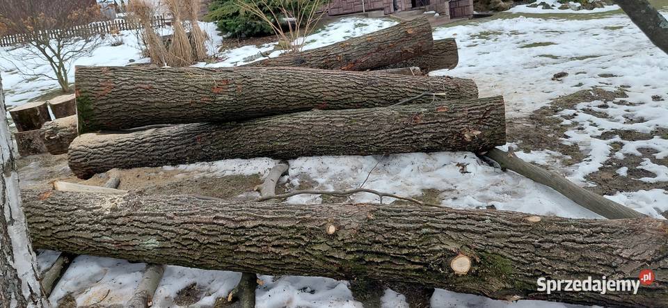 dab Pozostałe podkarpackie Jasło sprzedam