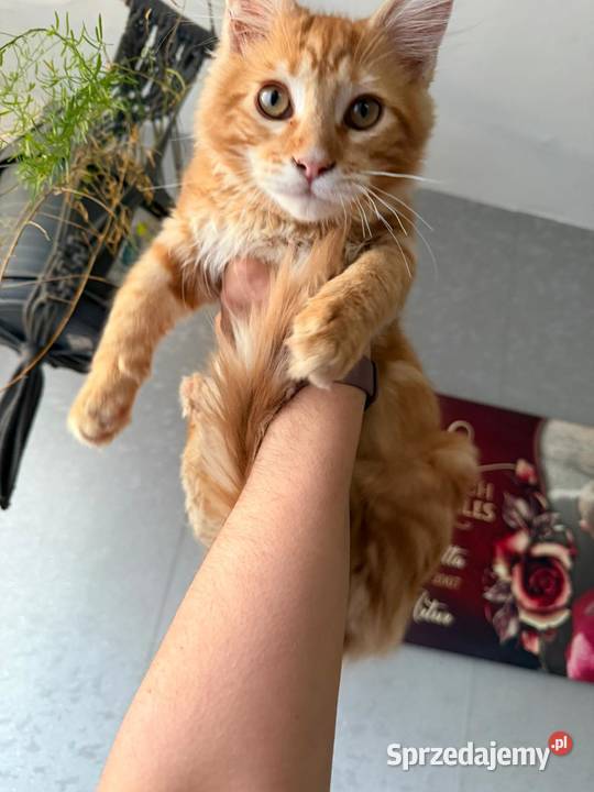 Maine Coon 3 kocurki