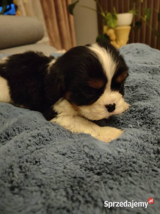 Cavalier King Charles Spaniel podlaskie Łomża sprzedam