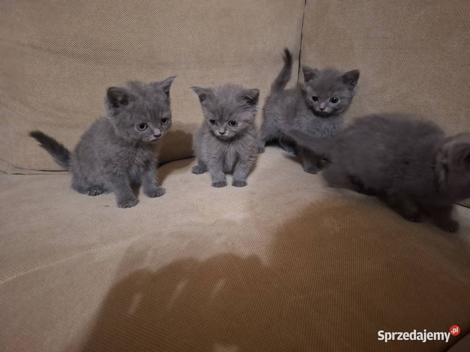 Kocurki brytyjskie Koty brytyjskie Nysa