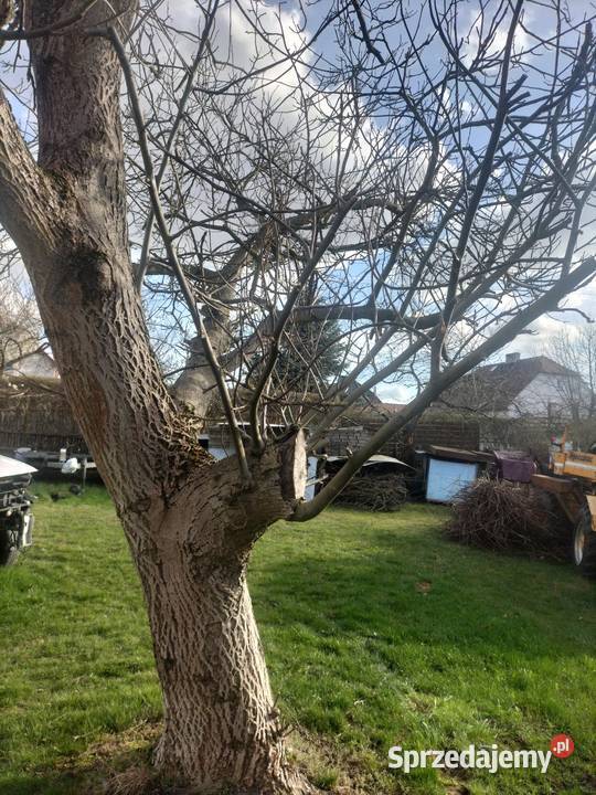 Orzech włoski do sprzedania do uzgodnienia