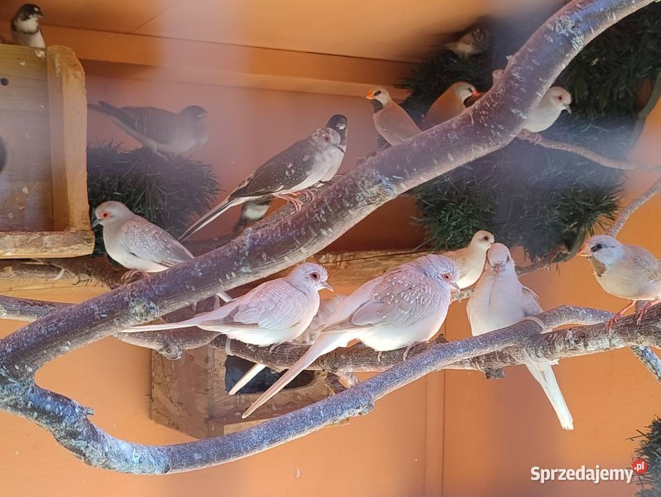 Gołąbki diamentowe Blachownia sprzedam