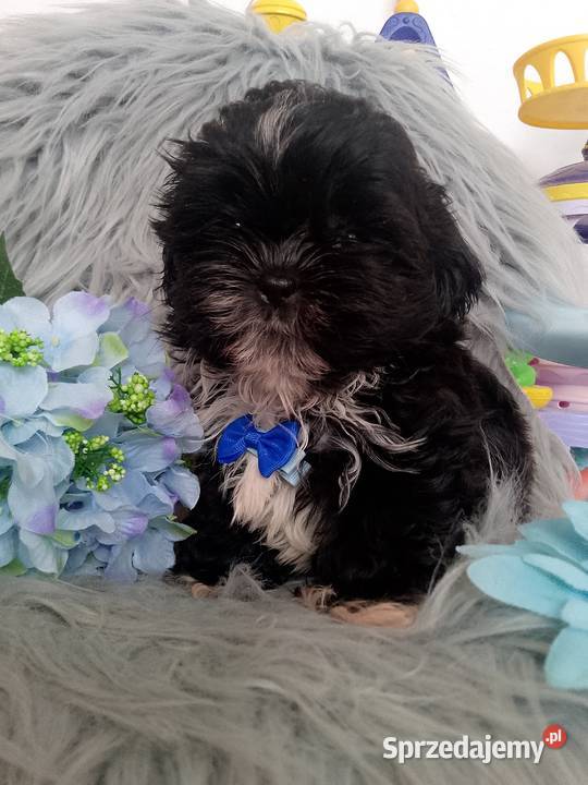 GOTOWY DO ODBIORU czarny piesek rasy ShihTzu Namysłów sprzedam