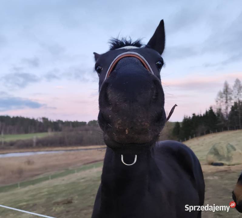 2 LETNI WAŁACH SP ŚLĄZAKU Olsztyn