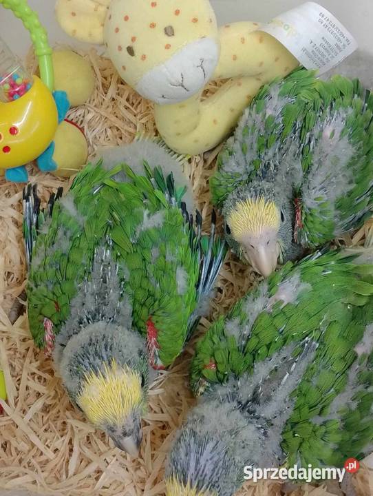 Amazonka żółtogardła oratrix ręcznie karmione Wodzisław Śląski sprzedam