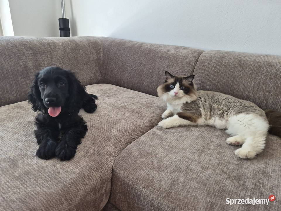 Suczkq cocker spaniel Nowy Sącz