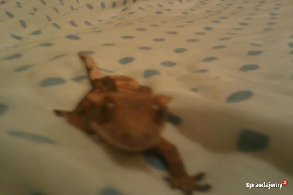 dwa gekony orzęsione terrarium 120x40x60 Opole sprzedam