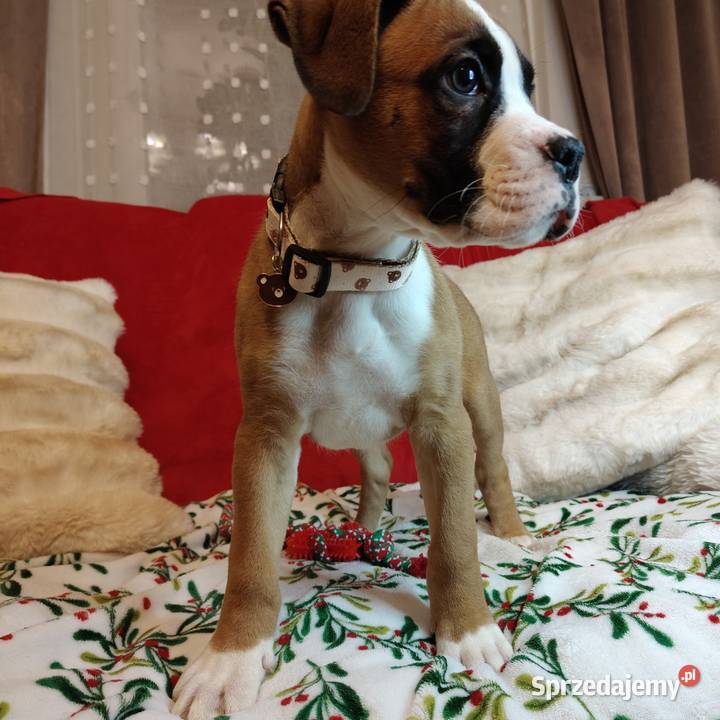 Bokser szczenięta przebadanych rodzicach Bokser Zakrzów