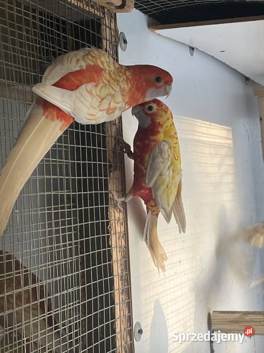 Rozele Królewska Pastel Sztum