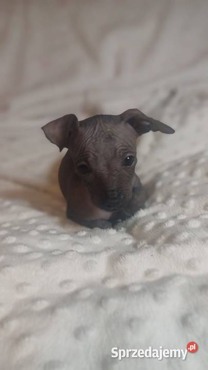 Nagi pies meksykański Xolo Xoloitzcuintle Pomiechówek sprzedam