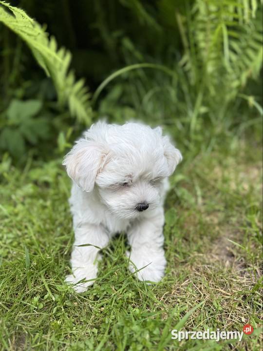 Cudowny Maltańczyk piesek z rodowodem Łódź sprzedam