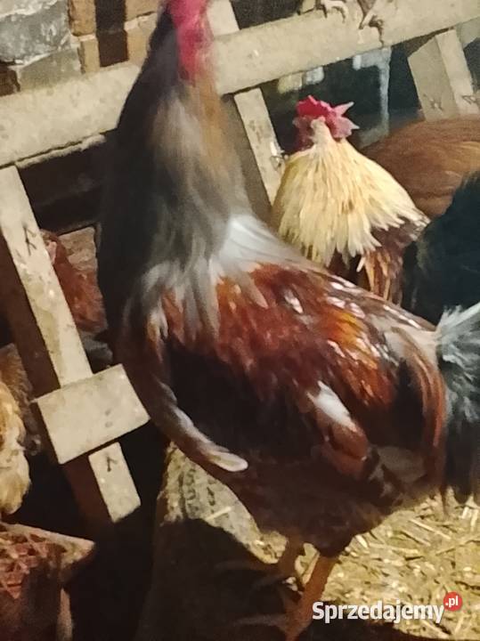 Kurki nioski młode wiejskie Giełda zwierząt Lubiszyn