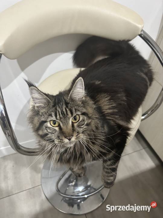 Oddam młodą kotkę rasy Maine Coon w ręce opolskie Kluczbork