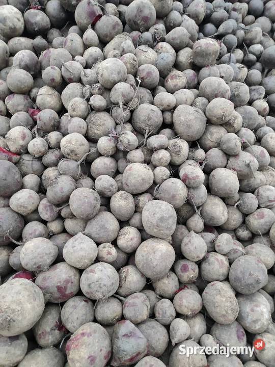 Buraczek czerwony na przemysł ćwikłowy łódzkie Łęczyca