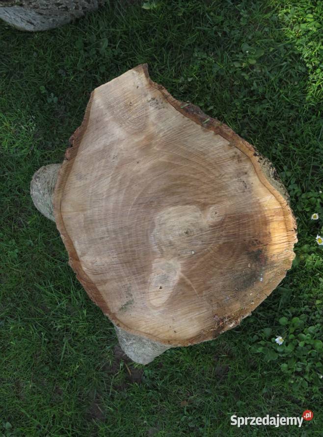 Pień orzecha włoskiego średnica 37 Wieliczka sprzedam