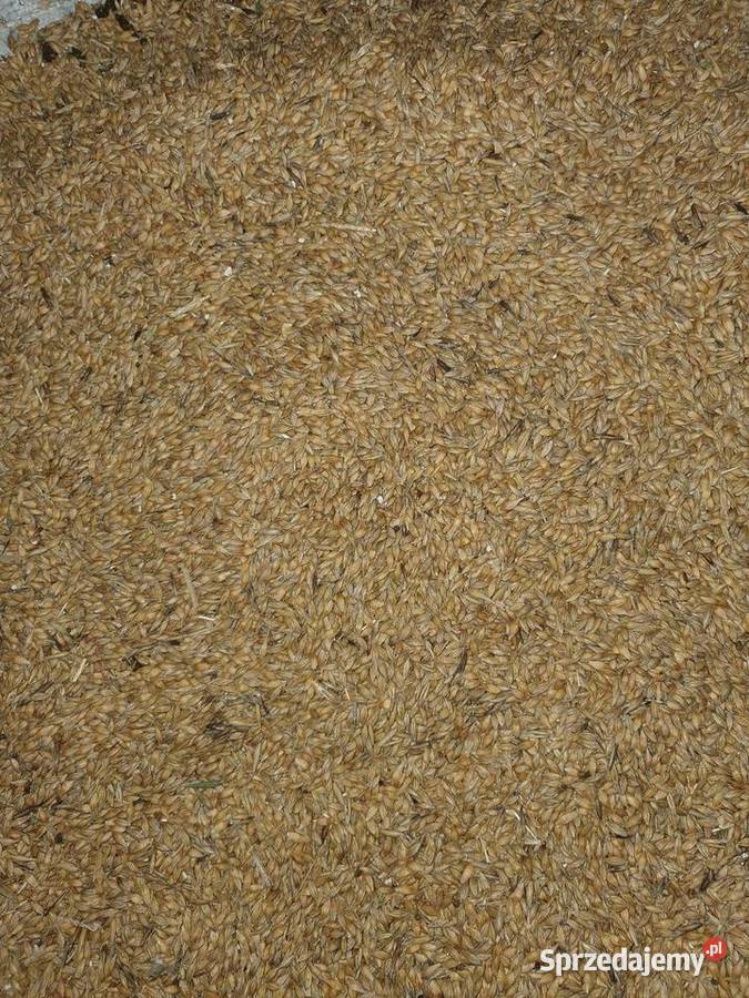 Pszenżyto pszenica i jęczmień Brzostków