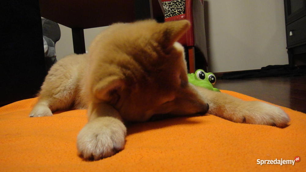 shiba inu szczenięta Marki