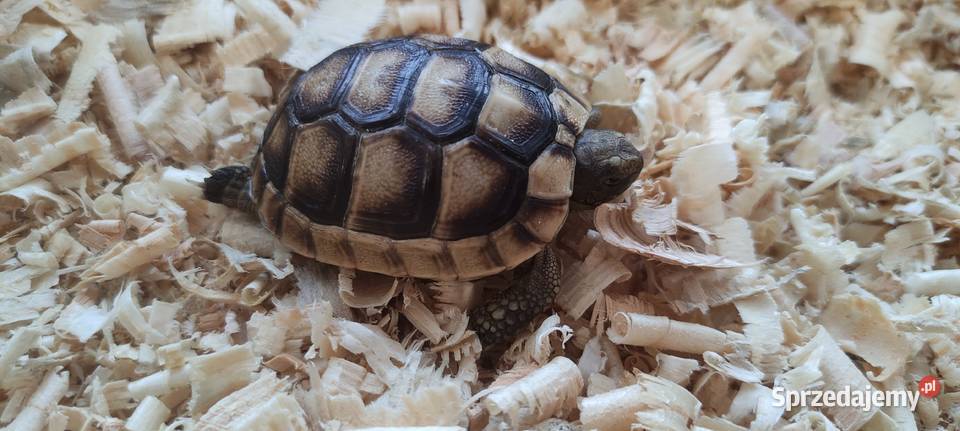 Żółw obrzeżony Testudo marginata żółw obrzeżony Gady i płazy Dąbrowa Górnicza