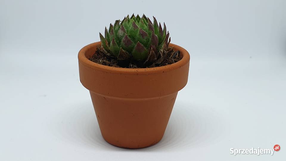 Podziękowanie gości Łódź sprzedam