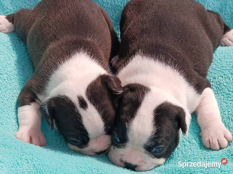 Boston Terrier Ostrów Wielkopolski
