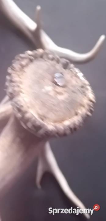 Poroże jelenia zrzuty Antyki, Sztuka, Kolekcje Koźminek