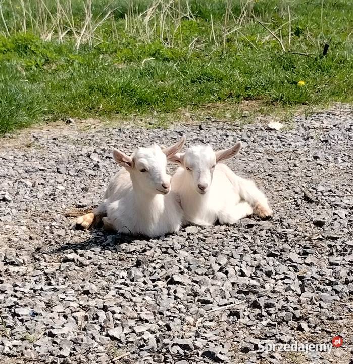 Koziołki na sprzedaż świętokrzyskie Staszów