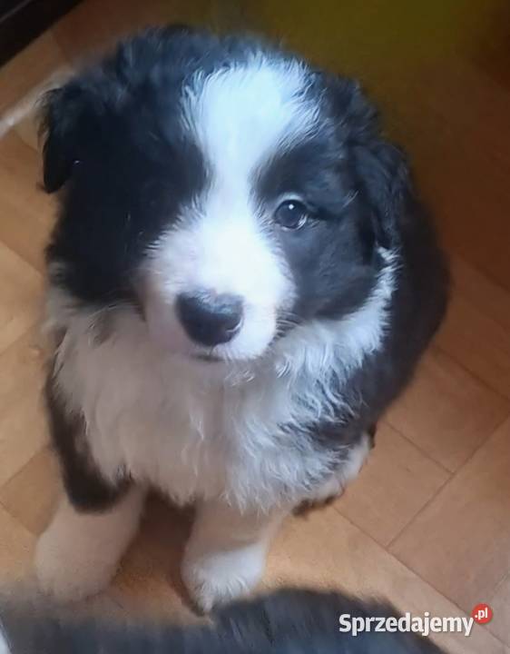 Piękny piesek border collie Łódź