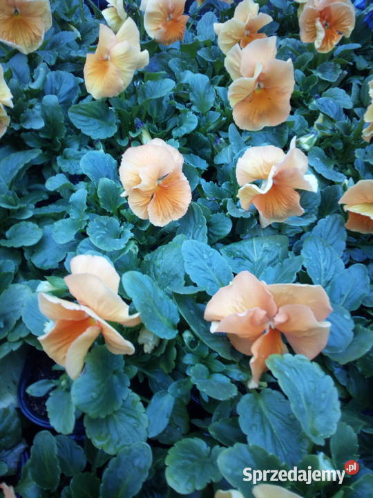 Bratki Hurt Białystok Podlasie podlaskie