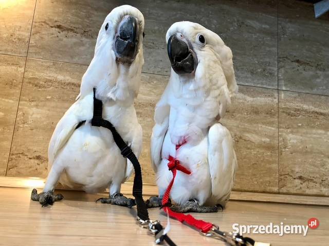 Kakadu Alba Park Papug Kraków