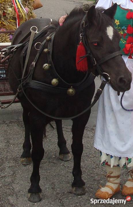 Janczary Dzwonki Kuc