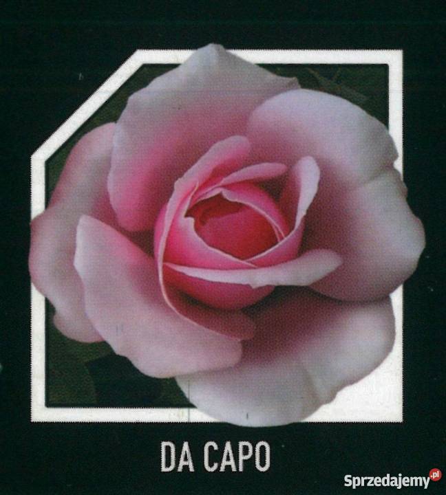 sadzonki róż RÓŻE HURT Radom