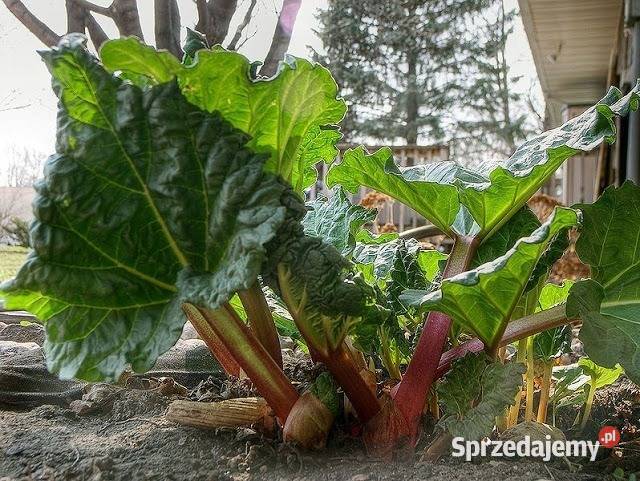 Rabarbar Malinowy Piękne Sadzonki 2 Letnie Wołosate