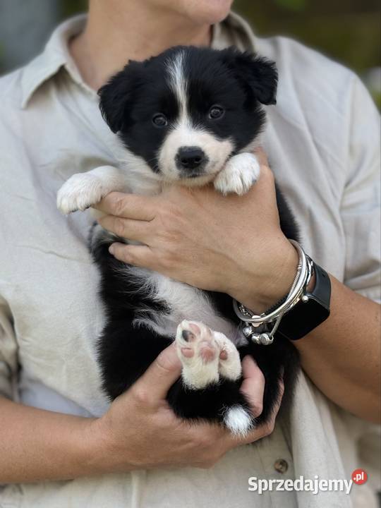 Szczenięta Border Collie FCI przebadanych Monkinie sprzedam
