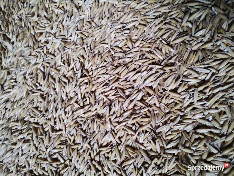 Sprzedam owies Zboża Rolnictwo Stolniki