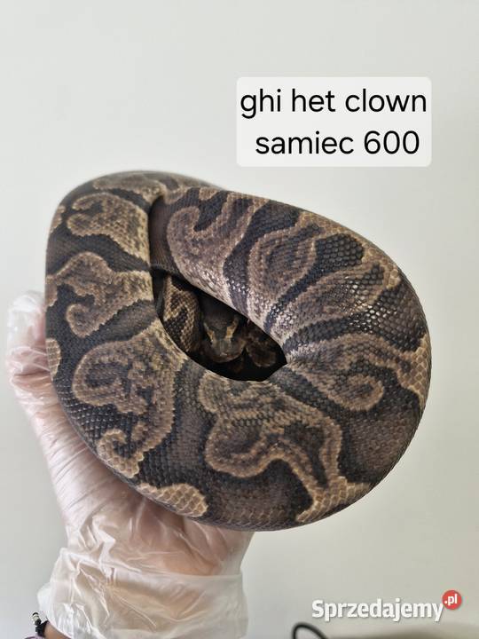 Pytony Królewskie podrośnięte Gady i płazy Oława