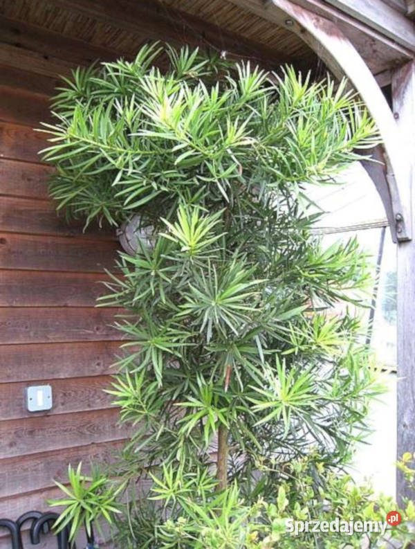 PODOKARP WIELKOLISTNY Podocarpus makrophyllus Lubanie