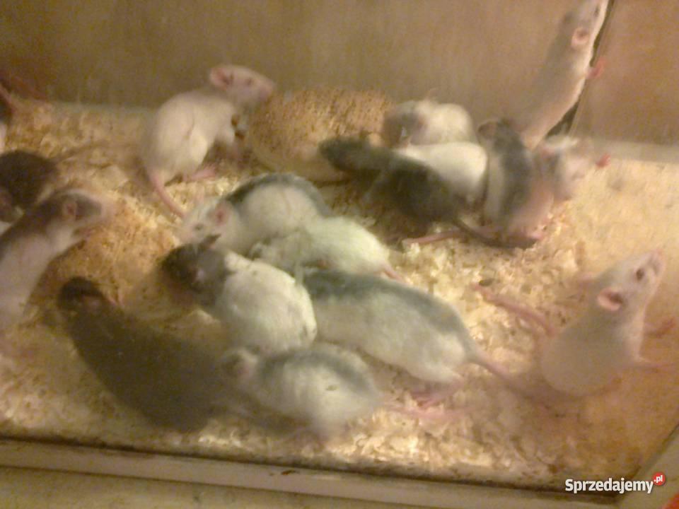 Szczury Dumbo Irish Rex i Standard śląskie Jastrzębie