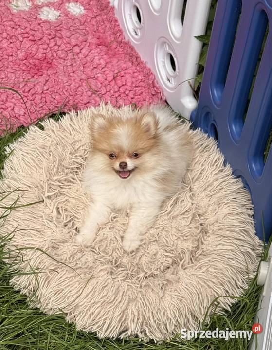 Szpic miniaturowypomeranian Zrębice sprzedam
