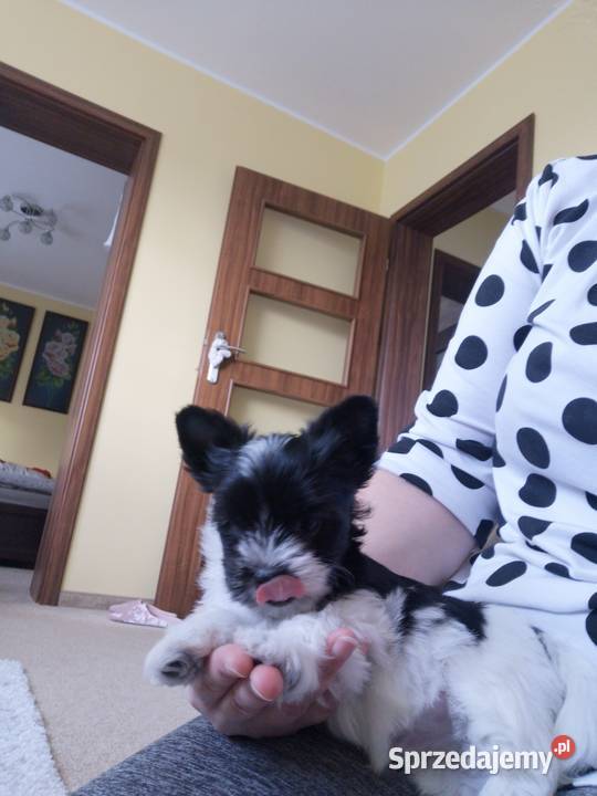 Kolorowe Yoreczki Yorkshire Terrier samce Psy