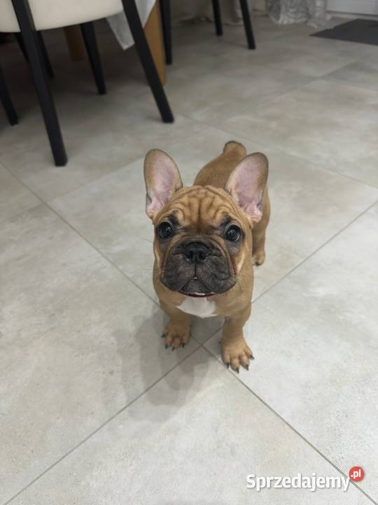 Buldog Francuski suczka BuFu Joko pomorskie Kiełpino