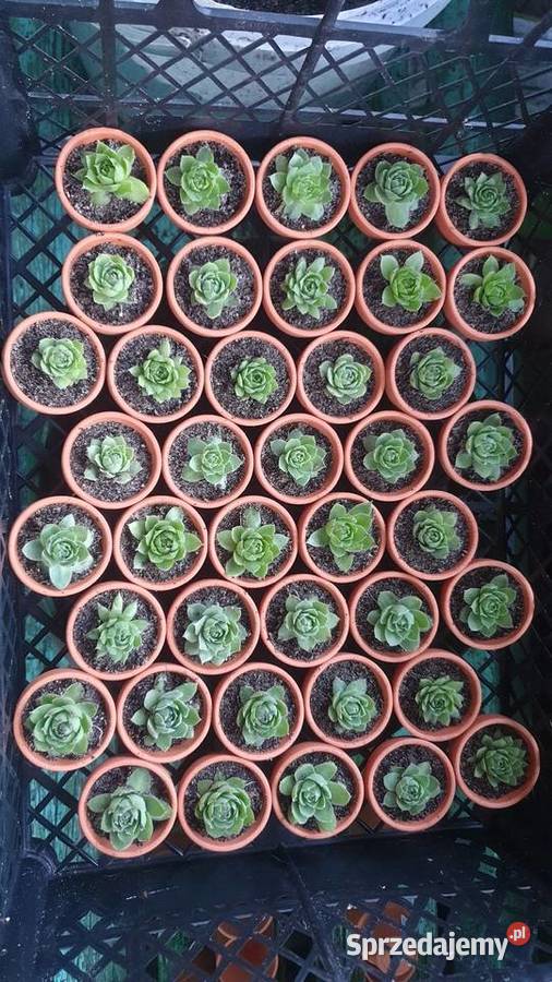 Podziękowanie gości Pozostałe